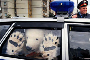 Kutup ayıları tutuklandı