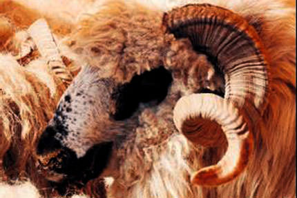 İthal kurban devri bitti