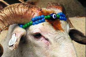 Kurban fiyatları % 10 düşecek