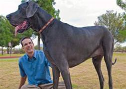 Dünyanın en büyük köpeği