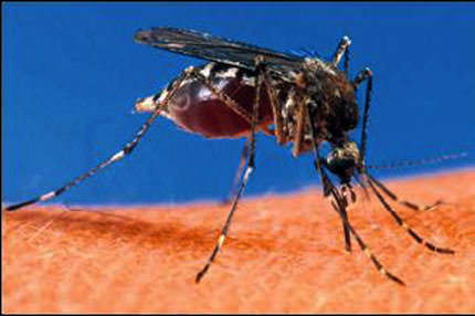 Sağlık bakanlığı’nda sıtma alarmı