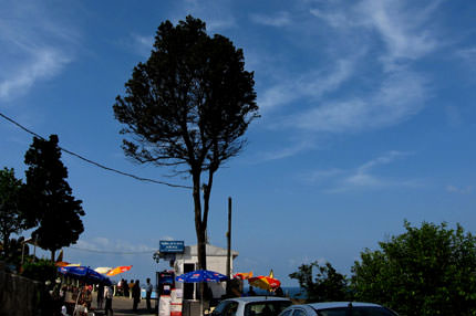 Ağlayan ağaca ziyaretçi akını