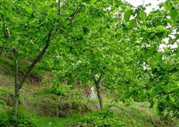 Üretimde 1. sıradayız