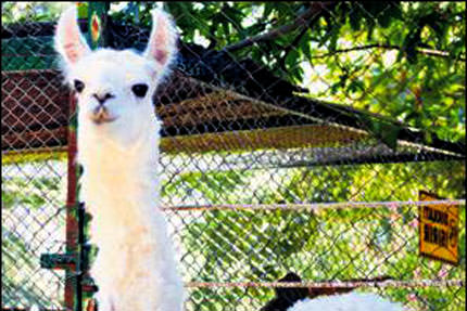 Pamuk'un Prens'i oldu