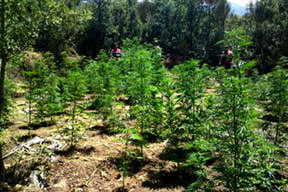 80 yaşında esrar ekti