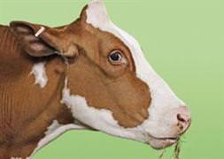 Kurban keseceklere güzel haber