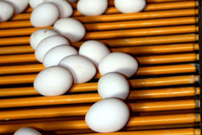 Yumurtaya zam önlemi