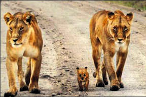 Dersimiz yürüyüş