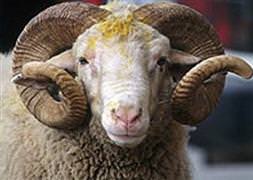 Kurban keseceklere önemli uyarı