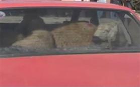 Bir otomobile kaç koyun sığar?