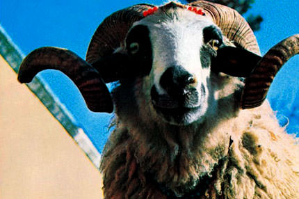 Taksitle kurban caiz mi?