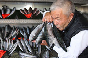 Kemik için sardalya