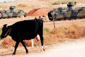 Sığınmacı 3 bin inek kesildi