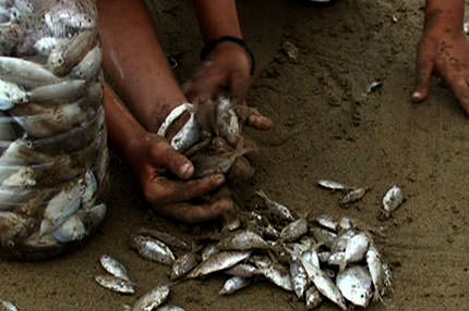 Balıklar sahile vurdu