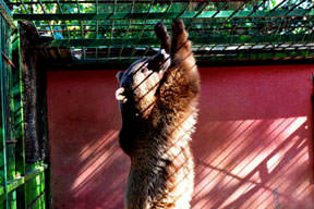 Fifi'nin sabah sporu