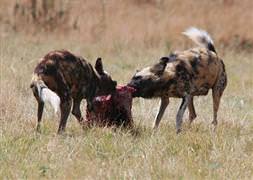 Köpeklerin arasına düştü