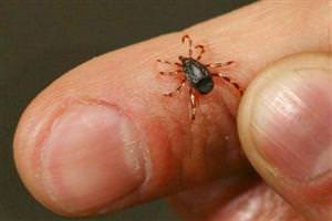 İnegöl'de kene paniği