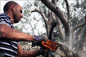 Komşu, zeytin ağaçlarını yakıyor