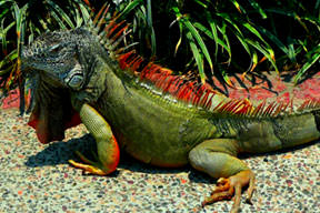 Kocam beni İguana’yla aldatıyor