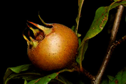 Muşmula bağırsağı temizler