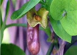 Dünyada sadece Türkiye'de yetişiyor