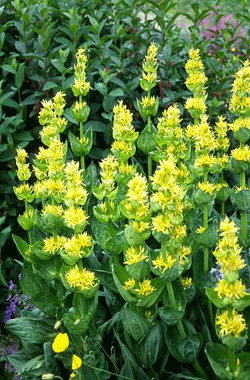 Mide için yılan otu