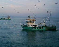 1 miyon ton hamsi var