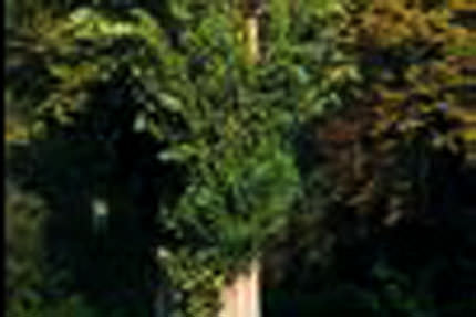 Basurun çözümü kavakta