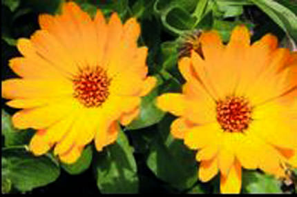 Aynısefa idrarı söker