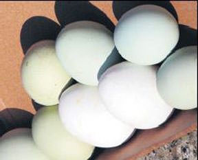 Gıt gıt gıdak yumurtam yeşil