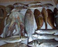 Kalbi koruyan 14 balık