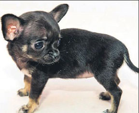 Dünyanın en minik köpeği