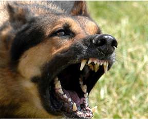 Köpek saldırısından kurtulmanın yolları