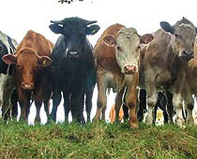 Sığır başına 302 lira