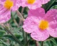 Öksürüğe laden otu