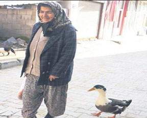 Ördek aşkı...
