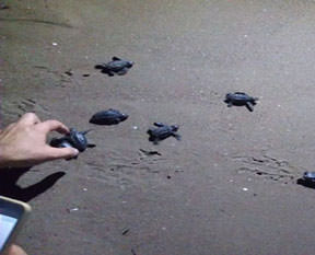 İztuzu'ndan yeni hayata