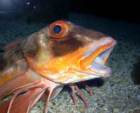 Balıklardan müze açıldı