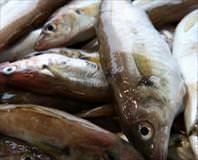 Balıklar çok zekiymiş