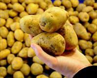 Patates mucizesi