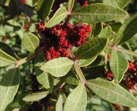 Dalak ilacı damla sakızı