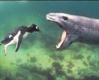 Penguenin yolu!