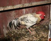 Öten horoza 88 lira ceza