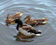 Ördeği sakın yabana atma