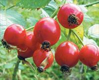 Kuşburnu gençleştirir