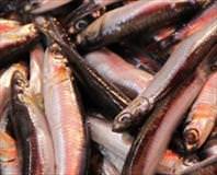 Balık azaldı fiyatlar arttı