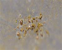 Bu bakteri altın yapıyor