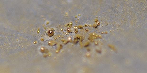Bu bakteri altın yapıyor