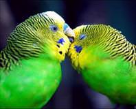 Muhabbet kuşunu bile çaldılar