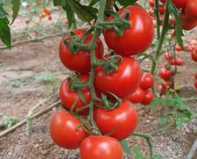 Enflasyon % 1.65 arttı domates şampiyon